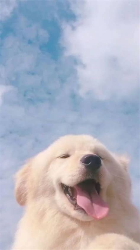 1366x768px, 720P free download | Aesthetic Dog, dogs, fluffy, puppy, HD phone wallpaper | Peakpx