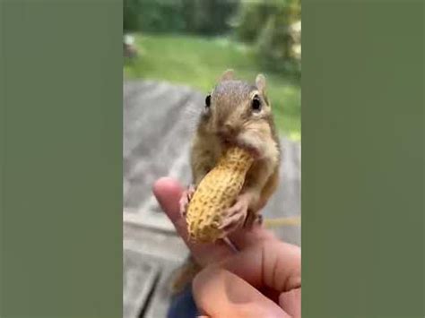 squirrels eat nuts 😍 #short #video #animals - YouTube