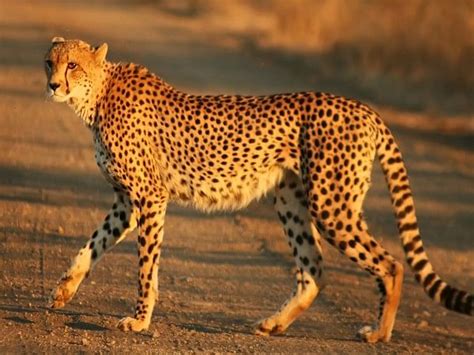 Reintroduction of Cheetah in India: National Museum Natural History organises awareness ...