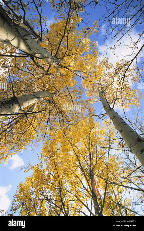 Aspen Trees Fall Colors Stock Photo - Alamy