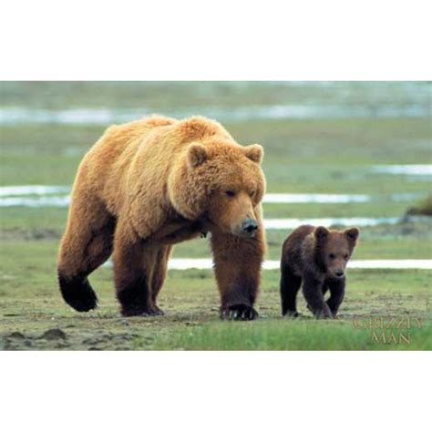 Grizzly Man - movie POSTER (Style B) (11" x 17") (2005) - Walmart.com ...