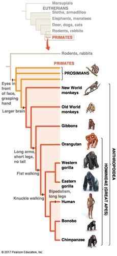 Human Evolution Tree