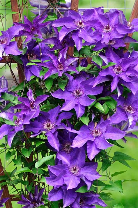 How to Grow Clematis: Make Your Vines Pop With Color | Gardener's Path