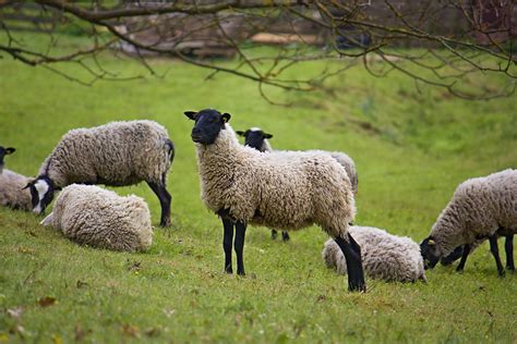 8 Sheep That Don't Require Shearing - Modern Farmer