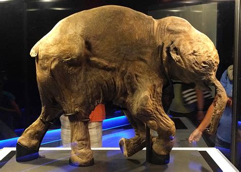 "Lyuba" The 42,000-Year-Old Baby Woolly Mammoth That's Astonishingly Well-Preserved