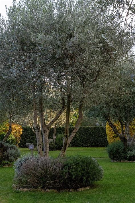 Small Garden With Olive Trees Photograph by Nina Kulishova - Fine Art ...