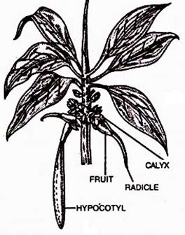 define viviparous germination with its diagram - Biology - - 10973059 ...