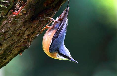 Nuthatch - Description, Habitat, Image, Diet, and Interesting Facts