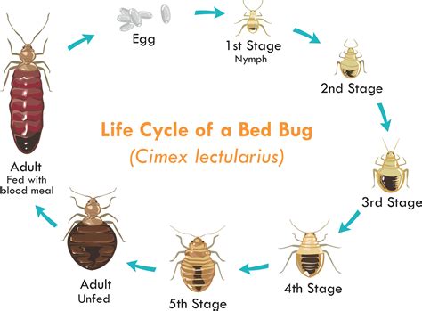 Heat vs Chemical Treatment for Bed Bugs: 12,000+ Treatments Done!