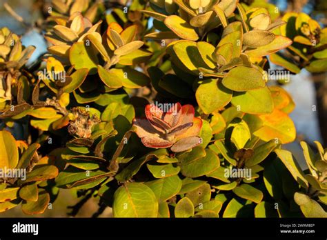 Ohia along Crater Rim Trail at Kilauea Overlook, Hawaii Volcanoes ...