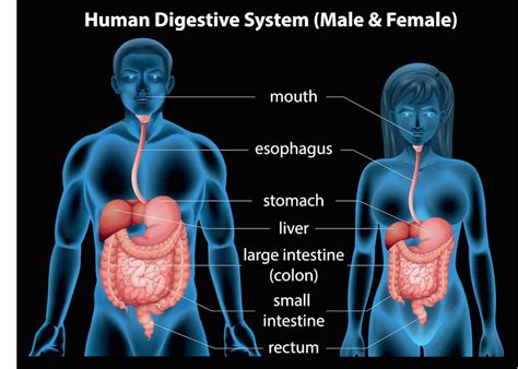 Download Human Digeative System Pictures – HD 4K