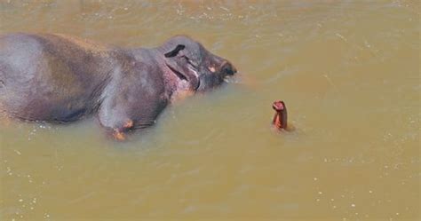 Elephant Bathing River Sri Lanka Conservation Stock Footage Video (100% Royalty-free) 1093621561 ...