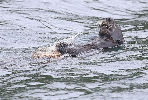 The Quest for an Archaeology of Sea Otter Tool Use | Hakai Magazine