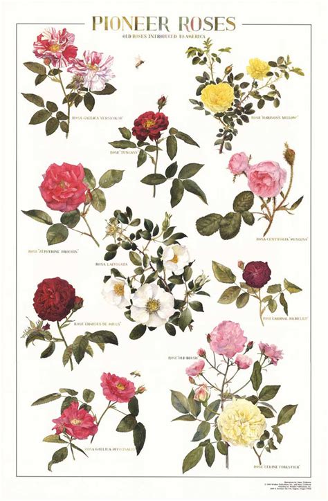 Pioneer Roses | Identification Poster – Charting Nature