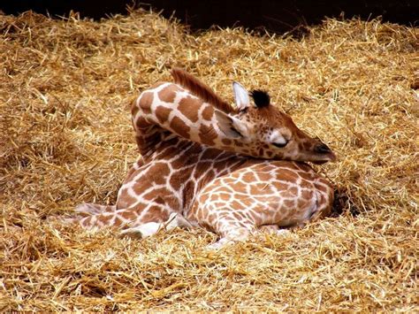 Sleeping Giraffe | Giraffe, How do giraffes sleep, Cute baby animals