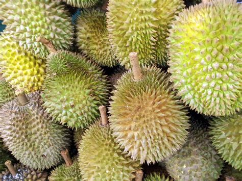 Singapore Durian Fruit Free Stock Photo - Public Domain Pictures