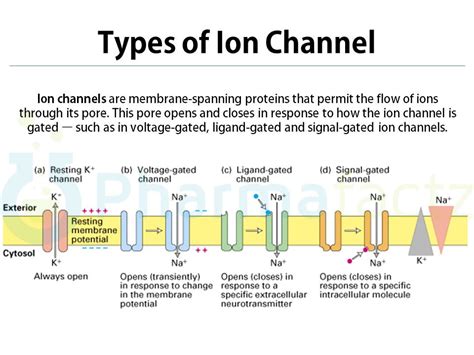 ion channels types - Google Search | Mcat study, Anatomy and physiology, Medical science