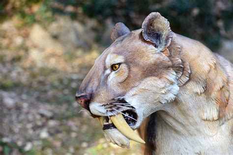 Sabre-toothed tiger 释义 | 柯林斯英语词典