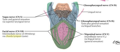 AFFerent innervation of tongue - MEDizzy