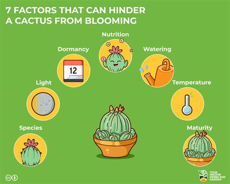 How Often Does Cactus Flower? 7 Factors That Delays Blooming | Your ...