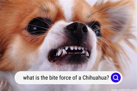 Do Chihuahuas Bite Hurt