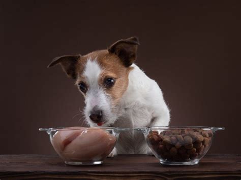 How to Transition Your Dog to Raw Food - Dog Gone Real