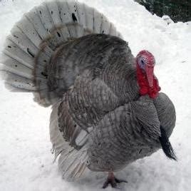 Heritage Blue Slate turkeys’ meat is flavorful, firm, and moist. One ...