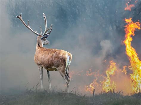 Waldbrände: Unsere Wälder in Flammen