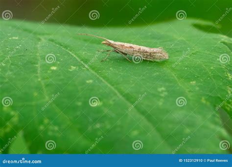 Diamondback Moth Larvae Feeding On Brassica Stock Photo | CartoonDealer ...