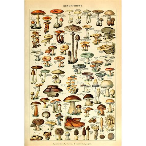 Buy Meishe Art Vintage Print Mushrooms Champignons Identification ...