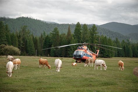 Herd of Sheep · Free Stock Photo