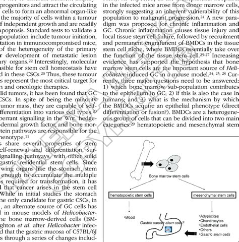 -Simplified model of differentiation of bone marrow stem cells ...