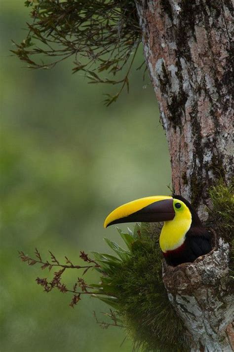 Flying Jewels, God`s Awesome & Gorgeous Creation. — Chestnut Mandible Toucan on the nest in the ...