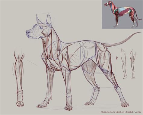 Dog muscle demo for Week 5! | Dog anatomy, Animal sketches, Animal drawings