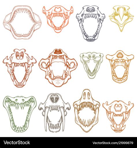 Animals mouth open boney jaw with teeth Royalty Free Vector