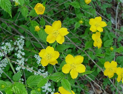 Kerria japonica (Japanese-rose): Go Botany