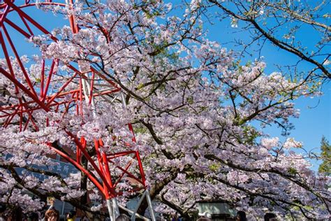 Cherry Blossom in Alishan National Forest Recreation Area Stock Photo - Image of electric ...