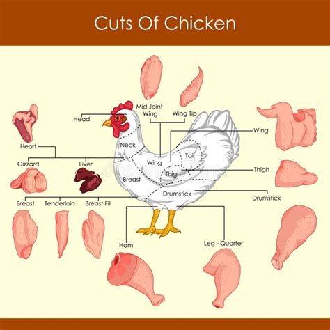 Chicken Meat Cuts Chart