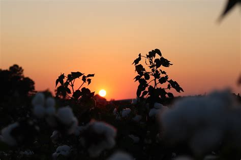 Sunset Cotton Field Autumn - Free photo on Pixabay - Pixabay