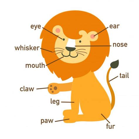 Premium Vector | Illustration of lion vocabulary part of body.vector ...