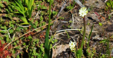 Brand new species of flesh-eating plant discovered in BC (PHOTOS) | Listed