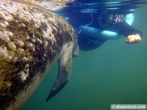 Homosassa - Cuddling with Manatees in Florida (USA) - Dive O'Clock!