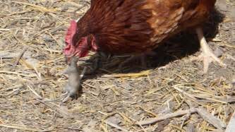 Chicken Catching Then Eating a Mouse - YouTube