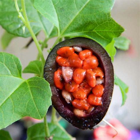 Blue Sweet Calabash Seeds (Passiflora morifolia) - Price €1.70