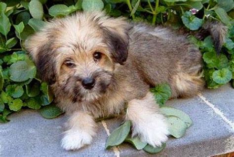 Rules of the Jungle: Tibetan terrier puppies