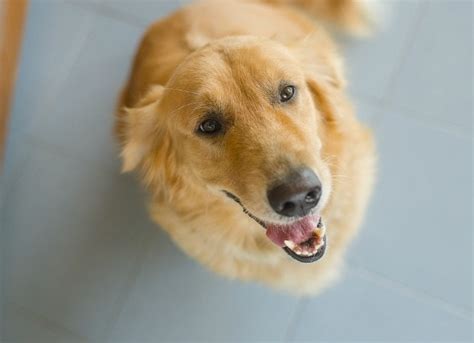 Chemical Imbalance of Urine in Dogs | petMD