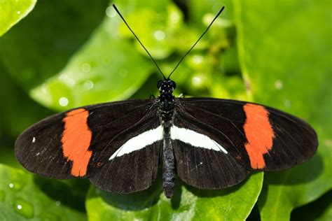 Postman Butterfly · Tennessee Aquarium