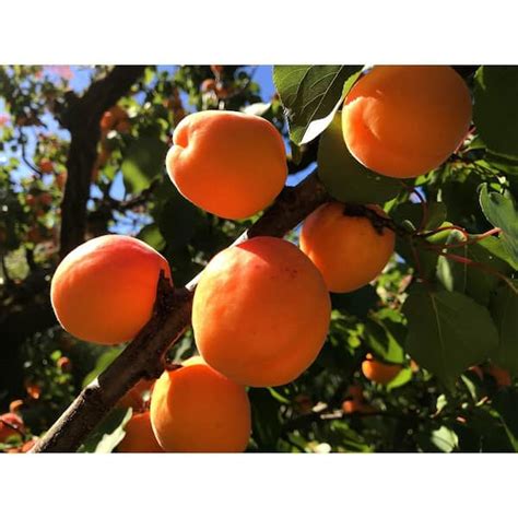 Gardening 2 Years Old and 3-4 feet Tall Dwarf Blenheim Apricot Tree Richest Flavor and Richest ...