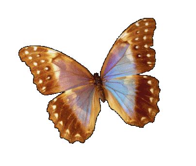 Beautiful Butterfly Animated Gif Images at Best Animations