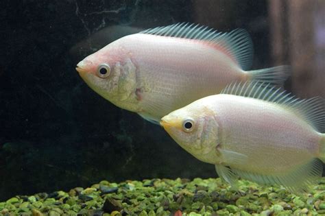 Get Information On Kissing Gourami Fish | Pets Nurturing